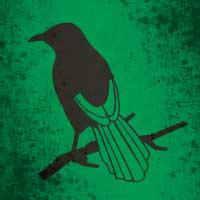 gray mockingbird on green field