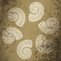 six white shells on sand background